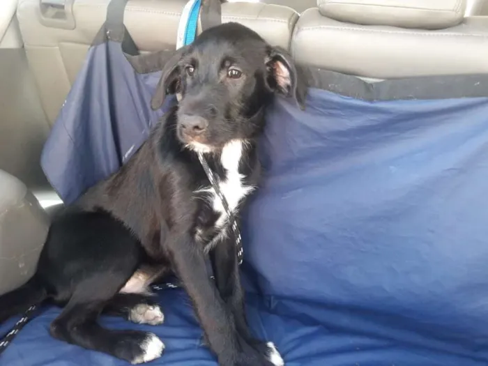 Cachorro ra a  idade 2 a 6 meses nome Bruce 