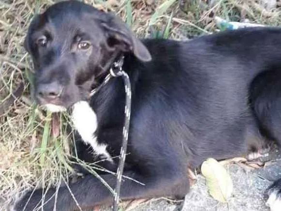 Cachorro ra a  idade 2 a 6 meses nome Bruce 