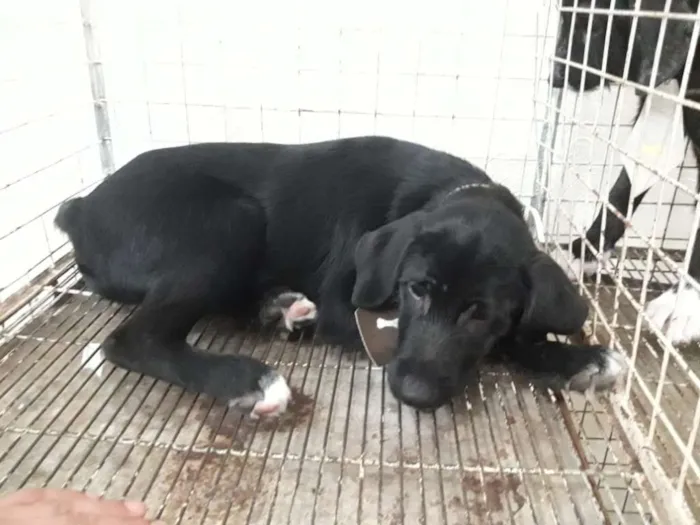 Cachorro ra a  idade 2 a 6 meses nome Bruce 