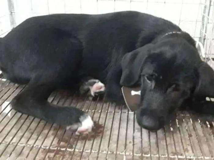 Cachorro ra a  idade 2 a 6 meses nome Bruce 