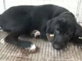 Bruce