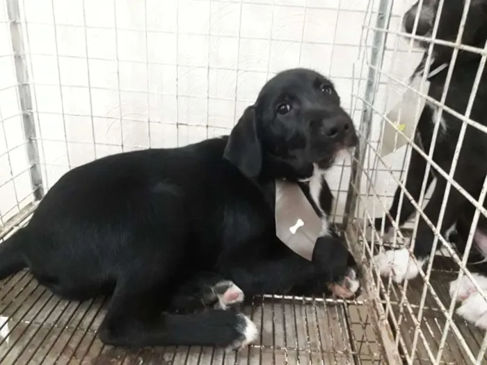 Cachorro ra a  idade 2 a 6 meses nome Bruce 