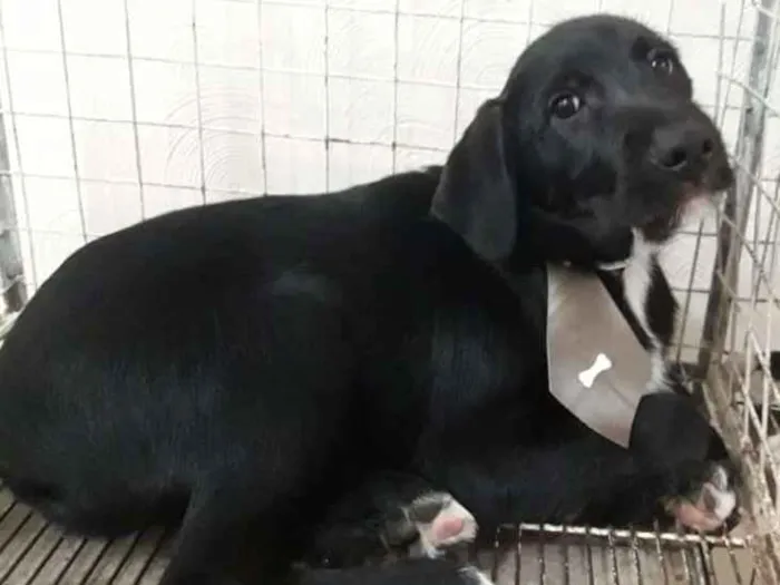 Cachorro ra a  idade 2 a 6 meses nome Bruce 