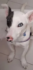 Floquinho 