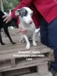 Floquinho 