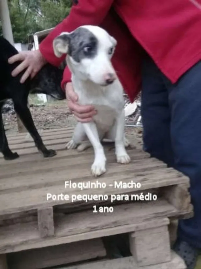 Cachorro ra a  idade 1 ano nome Floquinho 
