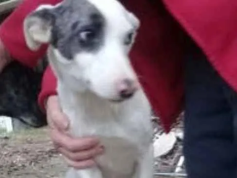 Cachorro ra a  idade 1 ano nome Floquinho 