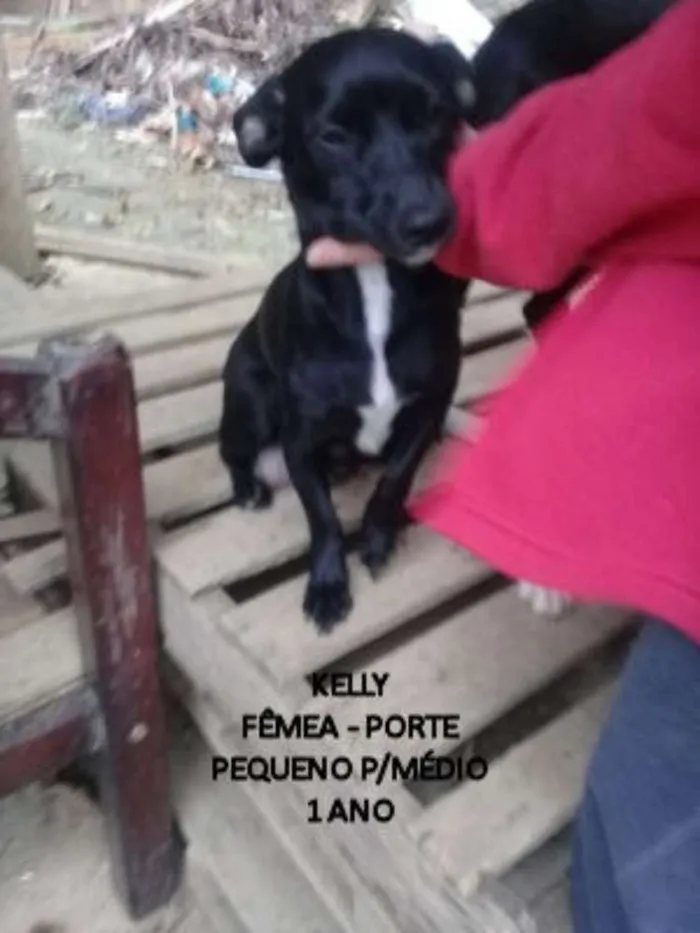 Cachorro ra a  idade 1 ano nome Laila,Laica ou Kelly