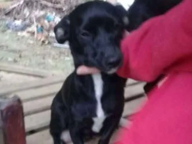 Cachorro ra a  idade 1 ano nome Laila,Laica ou Kelly