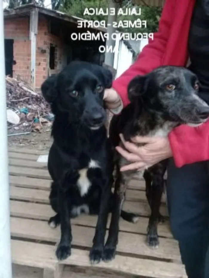 Cachorro ra a  idade 1 ano nome Laila,Laica ou Kelly