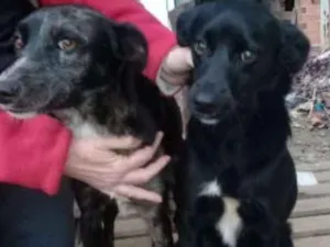 Cachorro raça  idade 1 ano nome Laila,Laica ou Kelly
