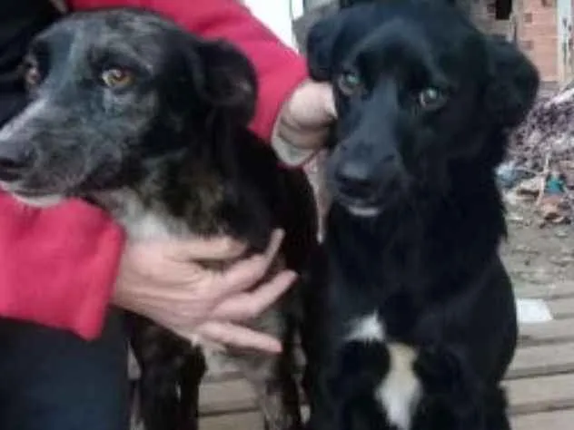 Cachorro ra a  idade 1 ano nome Laila,Laica ou Kelly