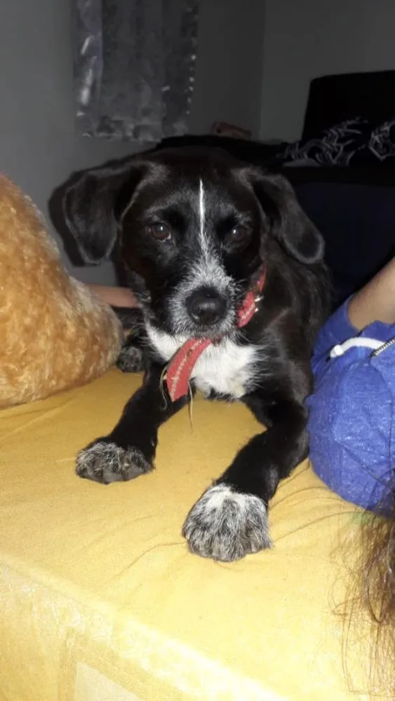 Cachorro ra a Vira lata idade 1 ano nome Sem nome