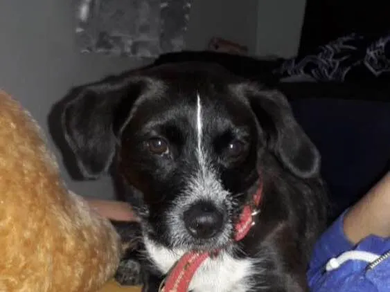 Cachorro ra a Vira lata idade 1 ano nome Sem nome
