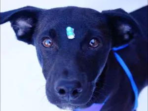 Cachorro raça SRD idade 2 a 6 meses nome Dedé