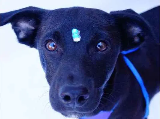 Cachorro ra a SRD idade 2 a 6 meses nome Dedé