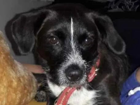 Cachorro ra a Vira lata idade 1 ano nome Sem nome