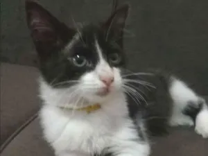 Gato raça Nao sei idade 2 a 6 meses nome Frajola 