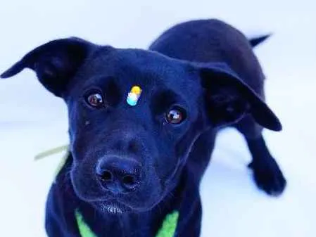 Cachorro ra a SRD idade 2 a 6 meses nome Dudu