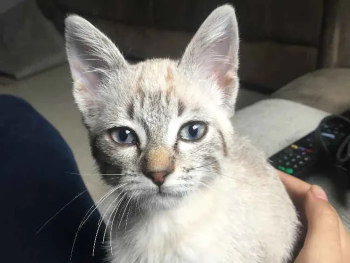 Gato ra a Raça não identificada idade 2 a 6 meses nome Sem nome