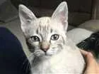 Gato raça Raça não identificada idade 2 a 6 meses nome Sem nome