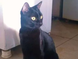 Gato raça sem raça definida idade 2 a 6 meses nome sem nome