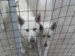 Cachorro raça Pastor Branco idade 6 ou mais anos nome Yali / Meagge