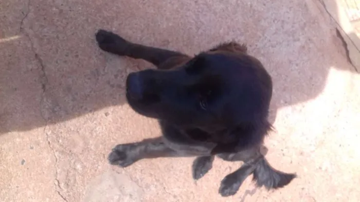 Cachorro ra a Labrador com filla idade 2 a 6 meses nome Amora