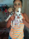 Cachorrinha fêmea