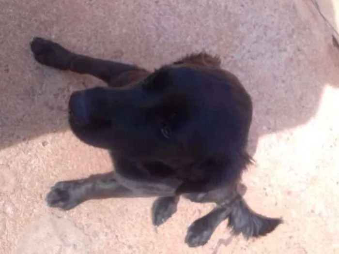 Cachorro ra a Labrador com filla idade 2 a 6 meses nome Amora