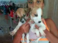 Cachorrinha fêmea