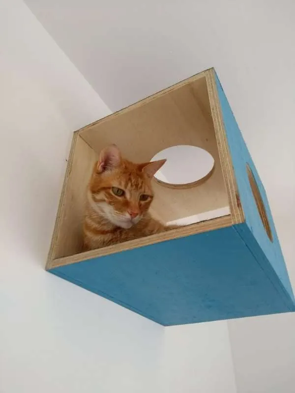 Gato ra a SRD idade 6 ou mais anos nome Thunder