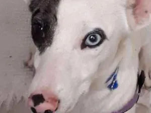 Cachorro raça  idade 1 ano nome Floquinho 
