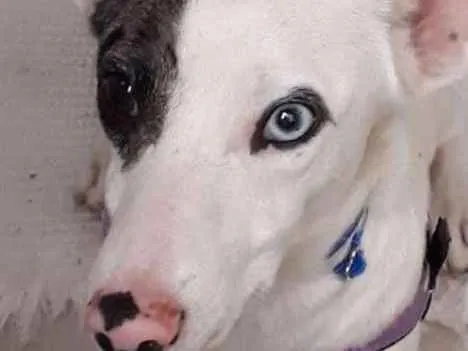 Cachorro ra a  idade 1 ano nome Floquinho 