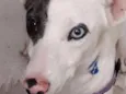 Floquinho