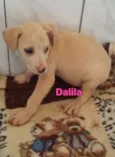 Dalila