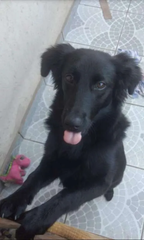 Cachorro ra a SRD idade 1 ano nome Dalila