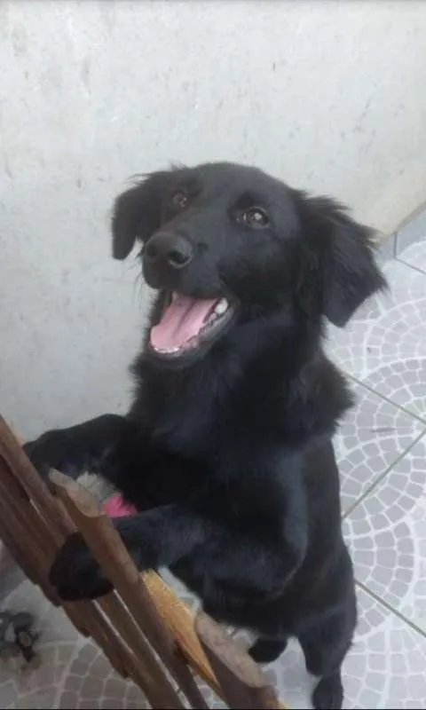 Cachorro ra a SRD idade 1 ano nome Dalila