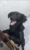 Dalila