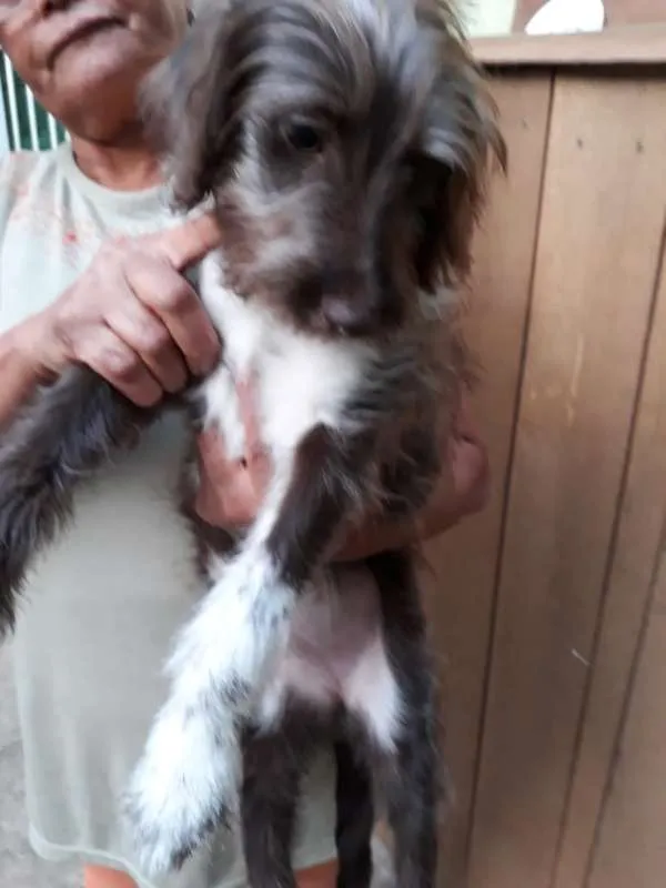 Cachorro ra a SRD idade 2 a 6 meses nome sem nome