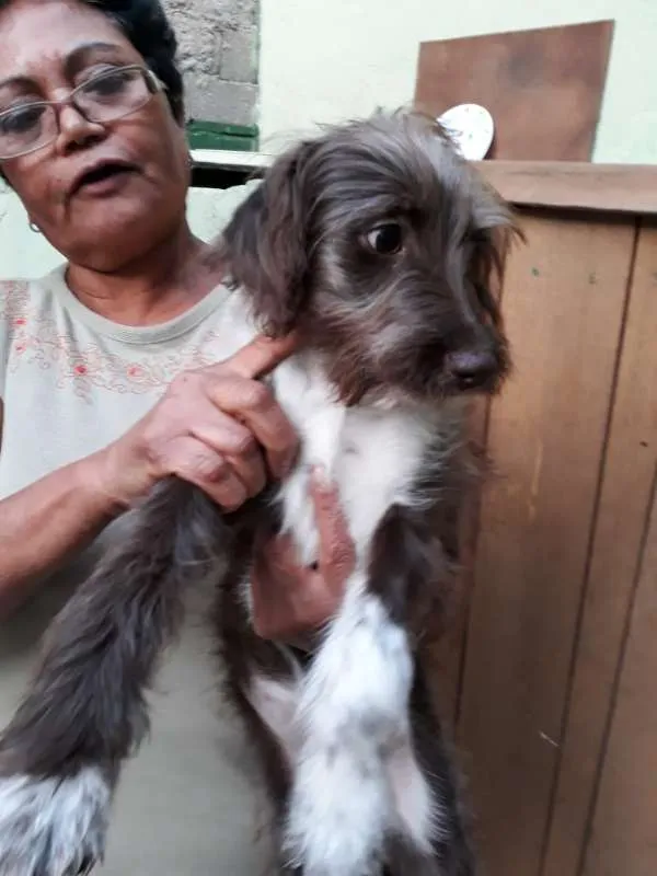 Cachorro ra a SRD idade 2 a 6 meses nome sem nome