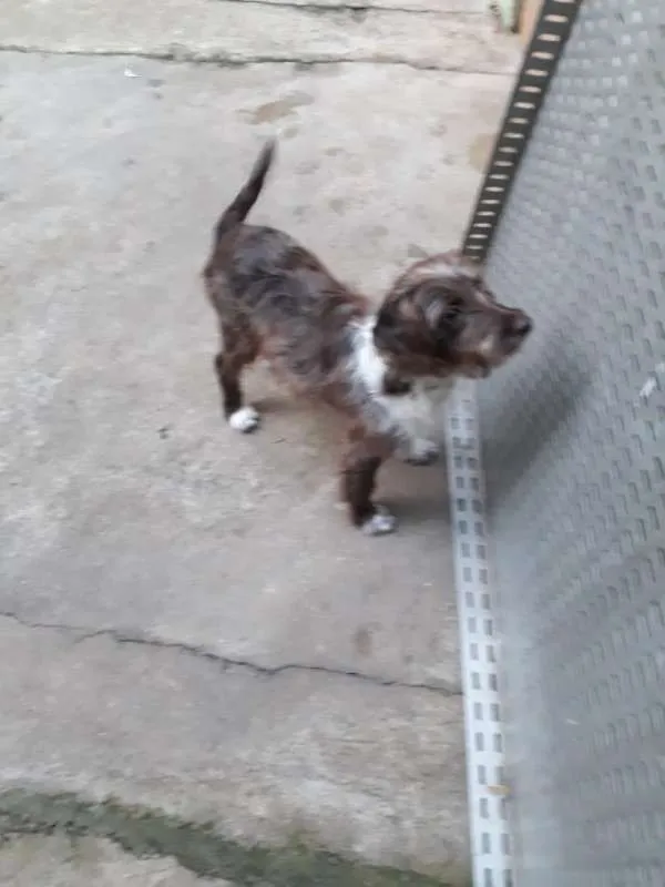 Cachorro ra a SRD idade 2 a 6 meses nome sem nome