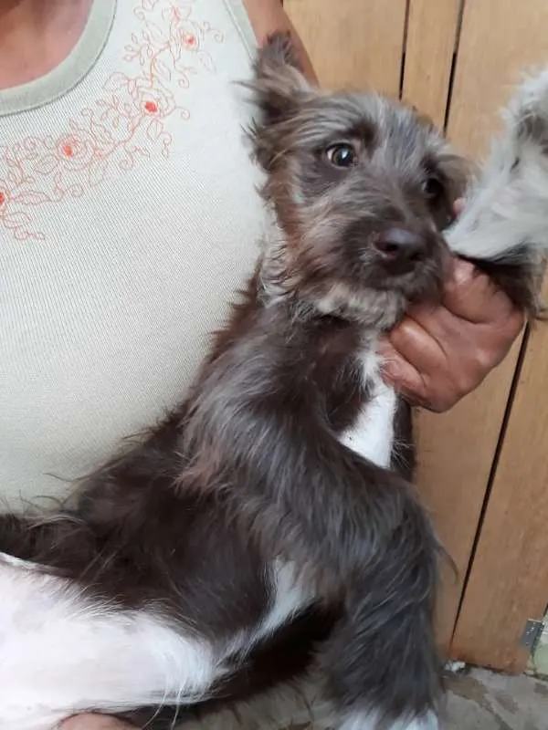 Cachorro ra a SRD idade 2 a 6 meses nome sem nome
