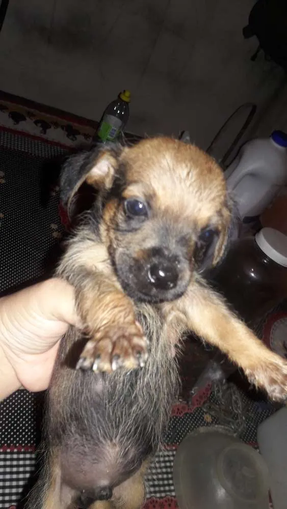 Cachorro ra a Srd idade Abaixo de 2 meses nome sem nome ainda?