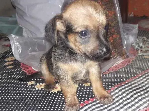 Cachorro ra a Srd idade Abaixo de 2 meses nome sem nome ainda?