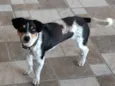Laila