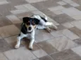 Laila