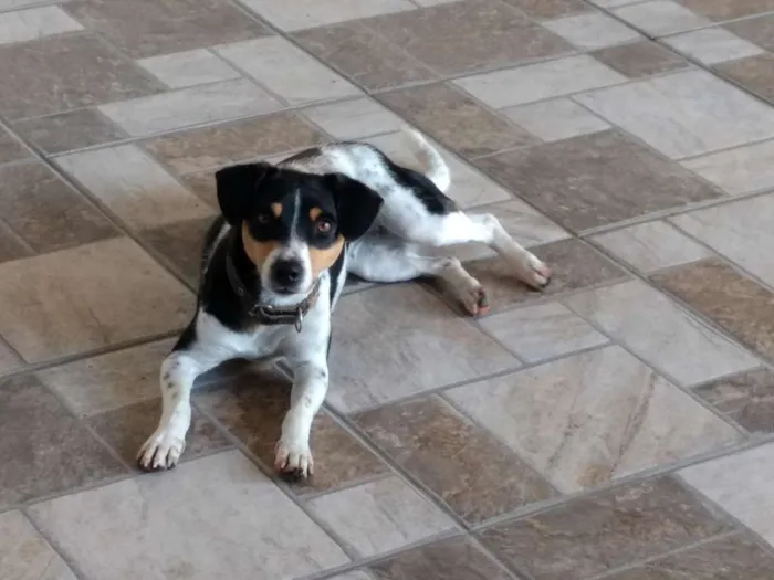 Cachorro raça Fox paulistinha mistiço idade 1 ano nome Laila
