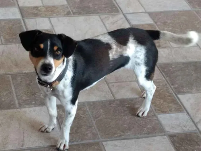 Cachorro raça Fox paulistinha mistiço idade 1 ano nome Laila