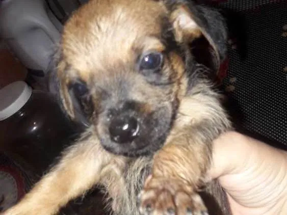 Cachorro ra a Srd idade Abaixo de 2 meses nome sem nome ainda?
